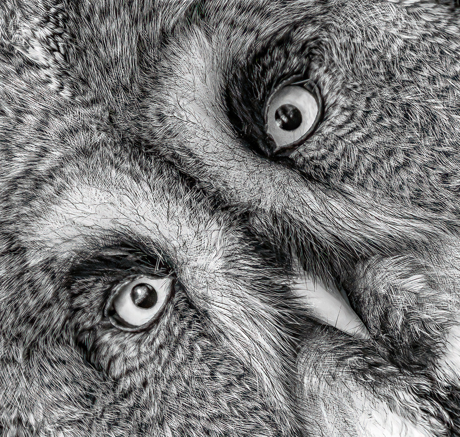 1 Great Grey Owl